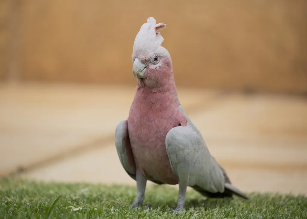 粉红凤头鹦鹉(Eolophus roseicapilla)