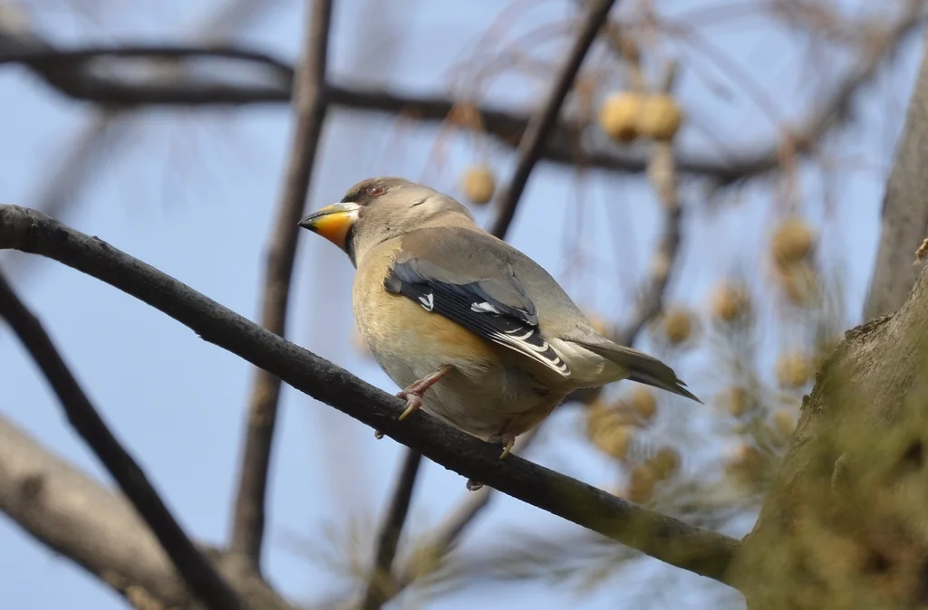 黑尾蜡嘴雀(Eophona migratoria)