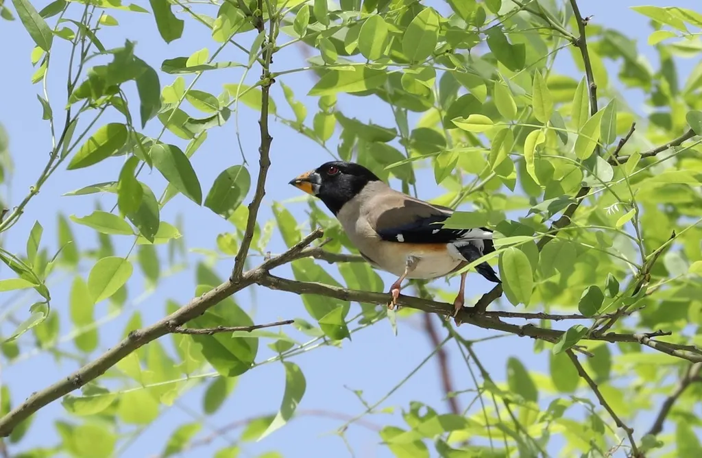 黑尾蜡嘴雀(Eophona migratoria)