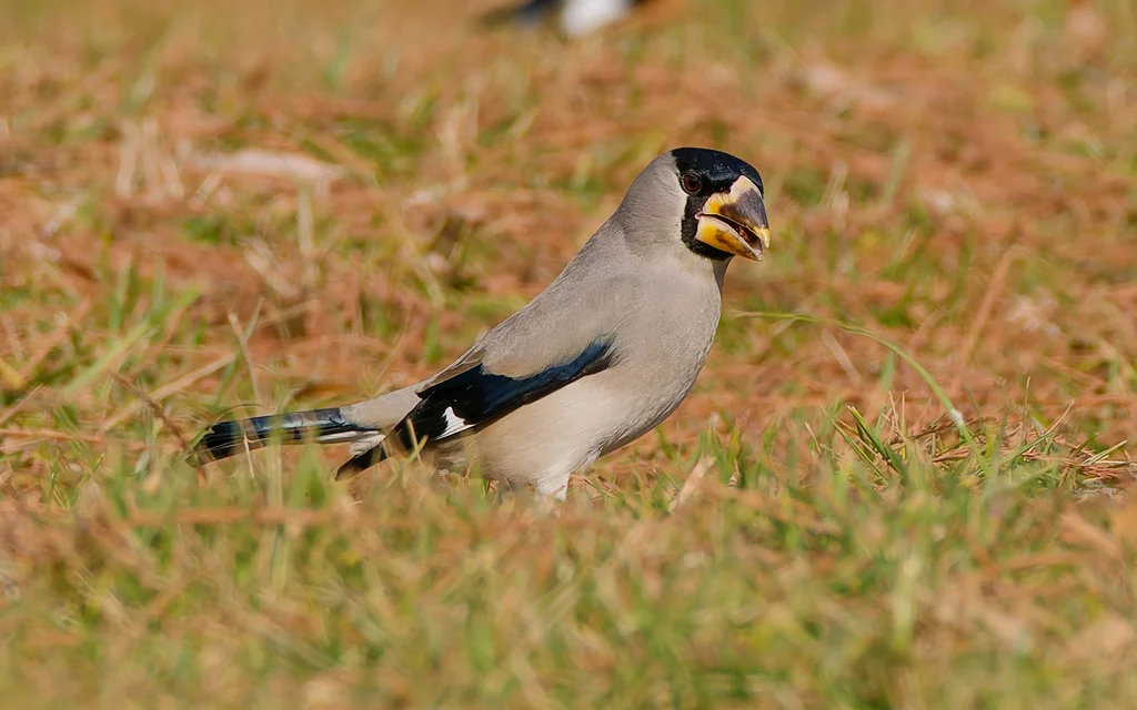 黑头蜡嘴雀(Eophona personata)