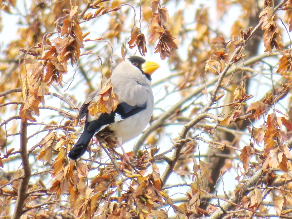 黑头蜡嘴雀(Eophona personata)