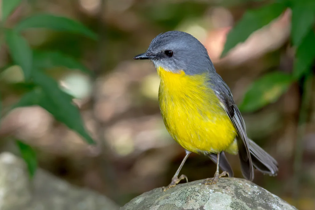 东黄鸲鹟(Eopsaltria australis)