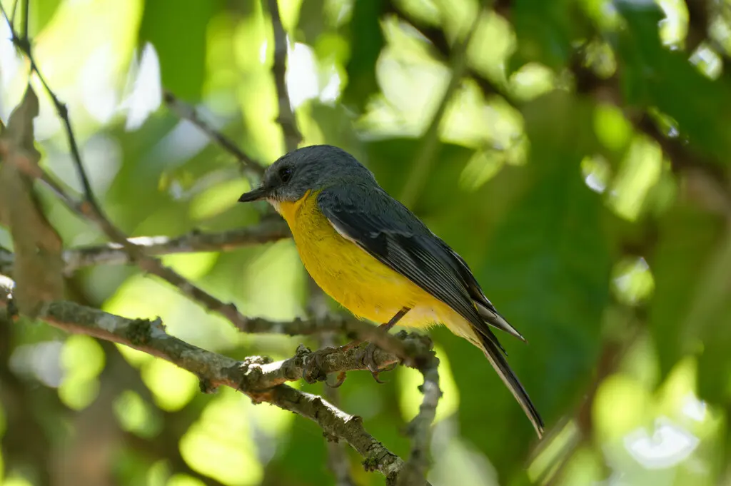 东黄鸲鹟(Eopsaltria australis)