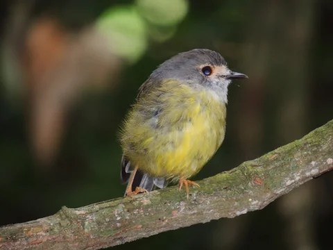 淡黄歌鸲鹟