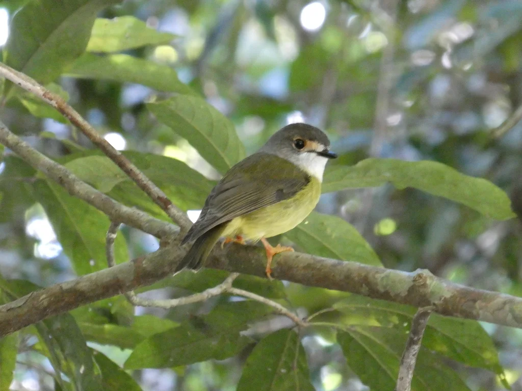 淡黄歌鸲鹟(Eopsaltria capito)