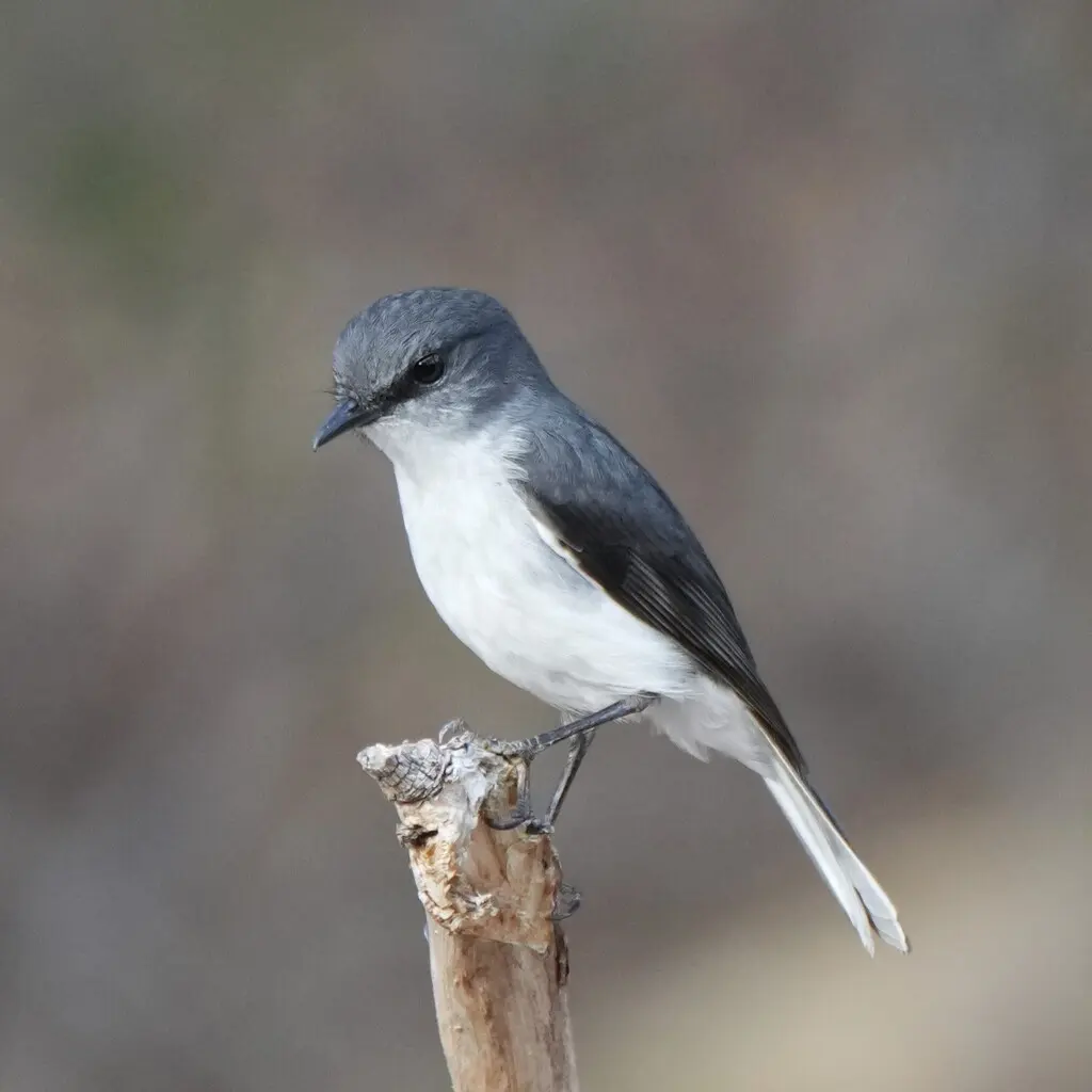 白胸歌鸲鹟(Eopsaltria georgiana)