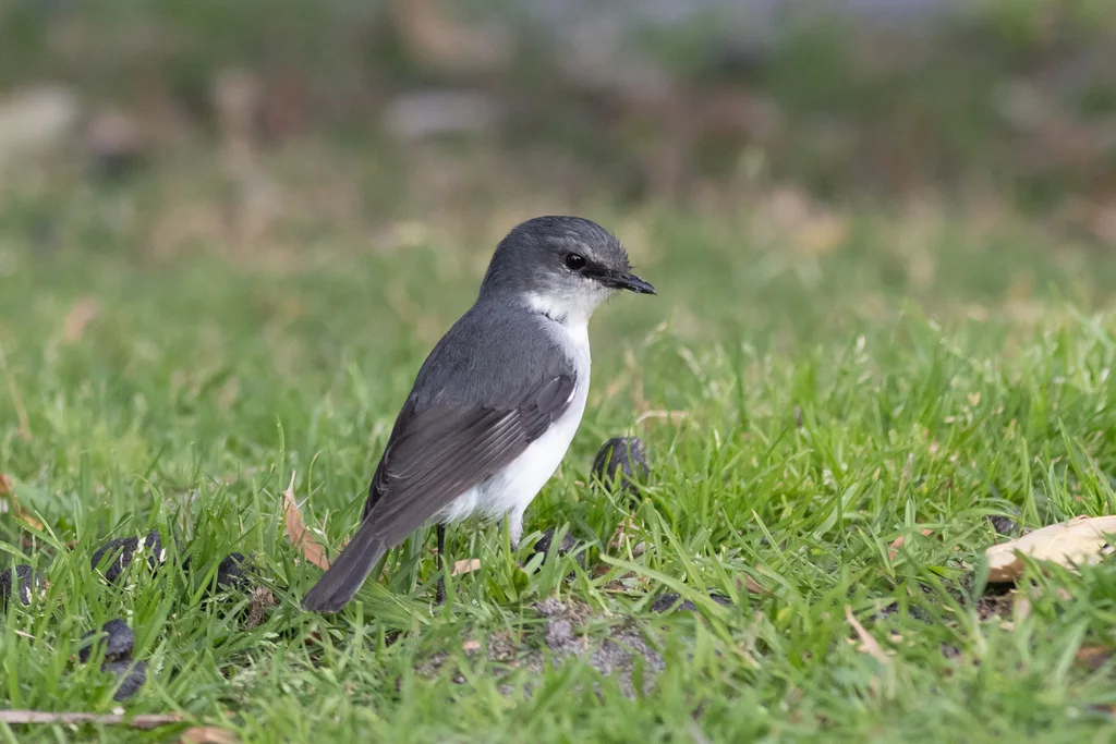 白胸歌鸲鹟(Eopsaltria georgiana)