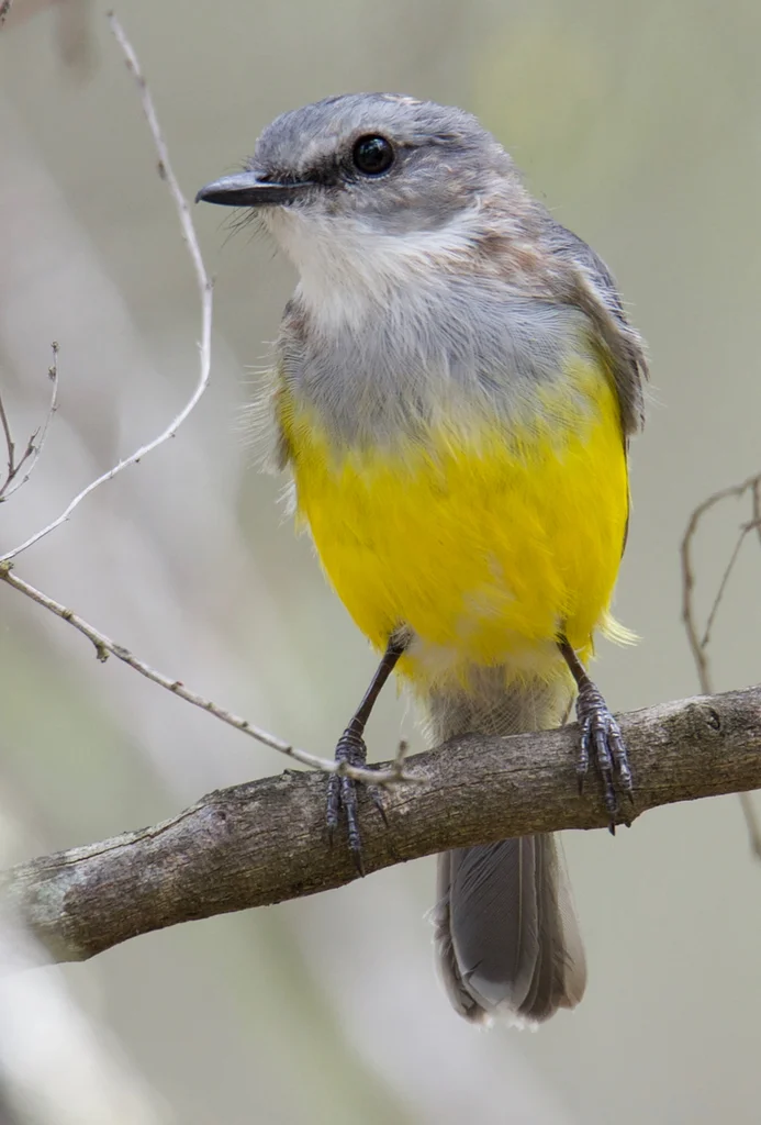 西黄鸲鹟(Eopsaltria griseogularis)