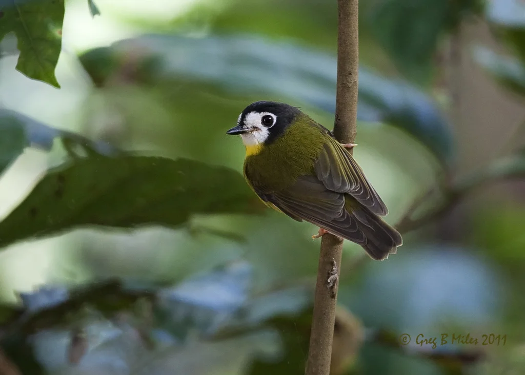 白脸歌鸲鹟(Eopsaltria leucops)