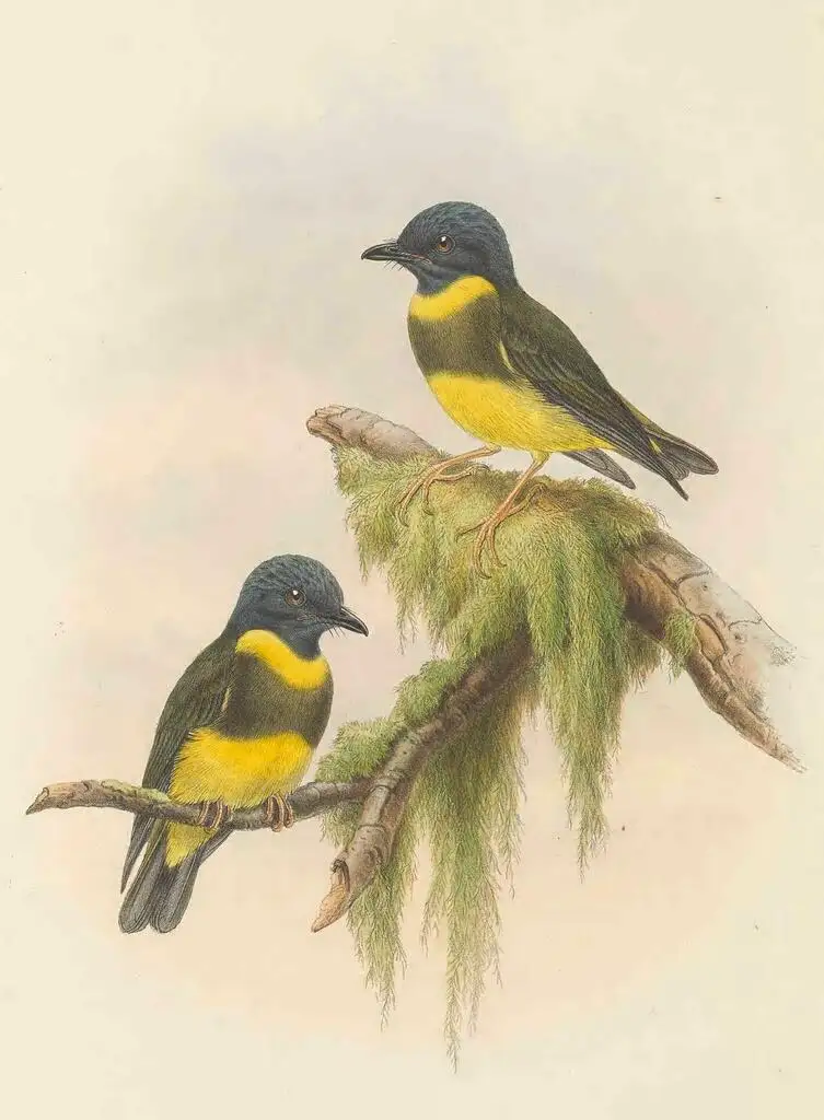黄绿杂色鹟（Eopsaltria placens）