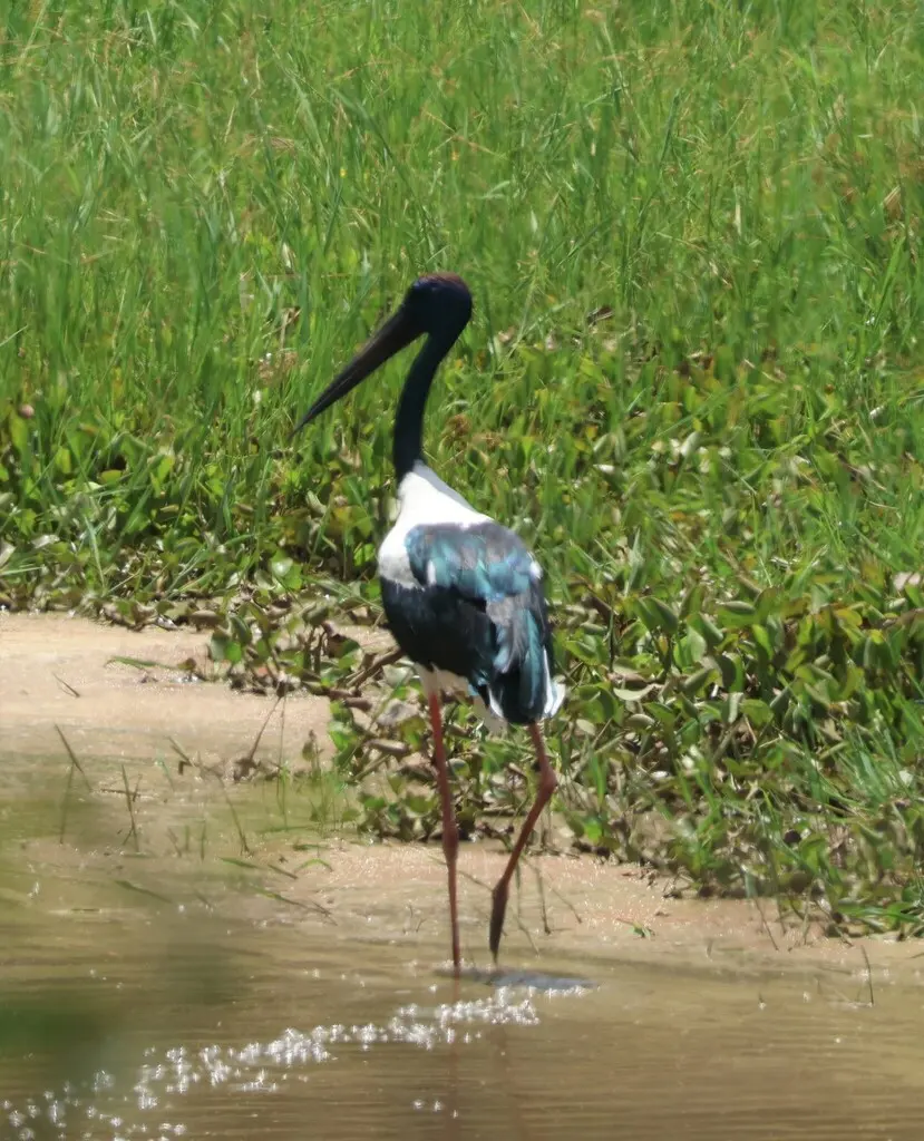 黑颈鹳(Ephippiorhynchus asiaticus)