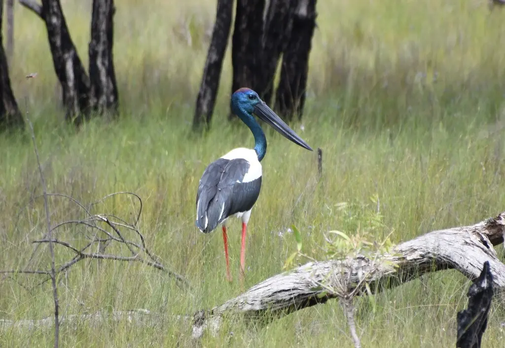 黑颈鹳(Ephippiorhynchus asiaticus)