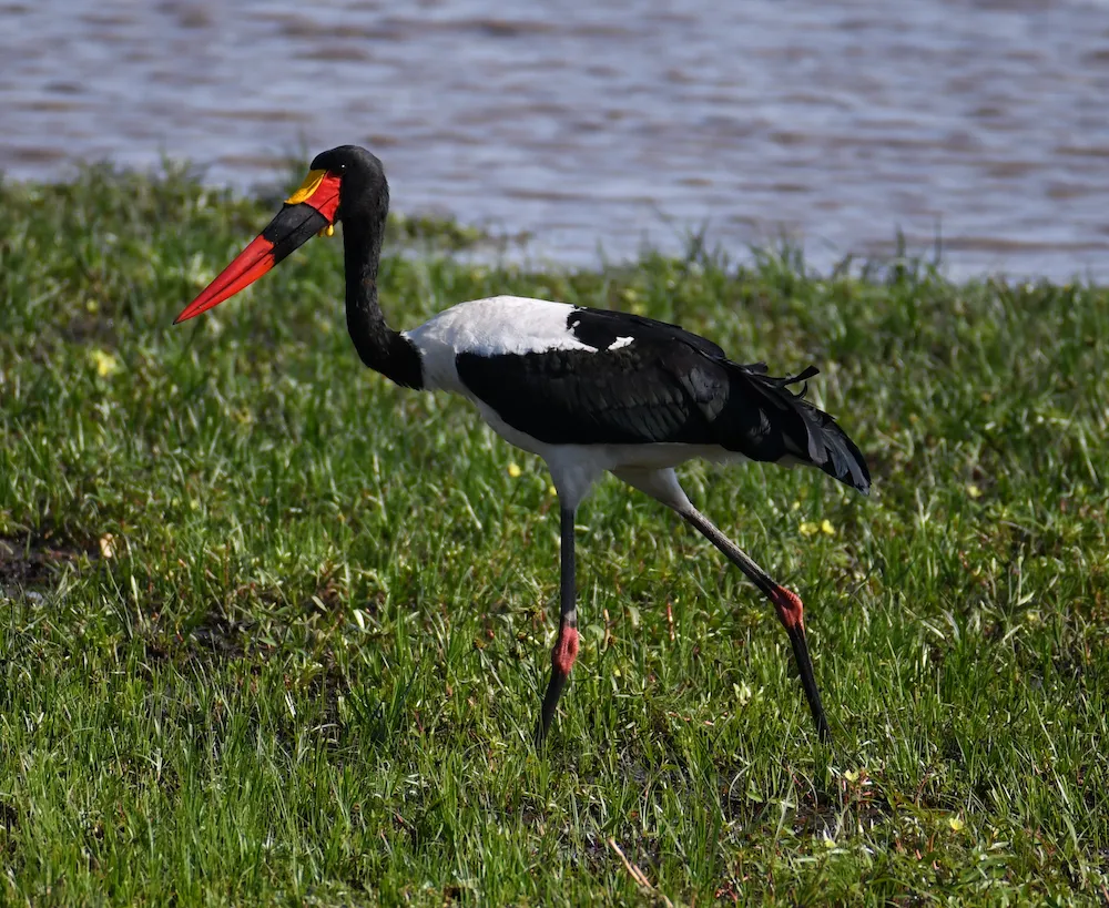 鞍嘴鹳(Ephippiorhynchus senegalensis)