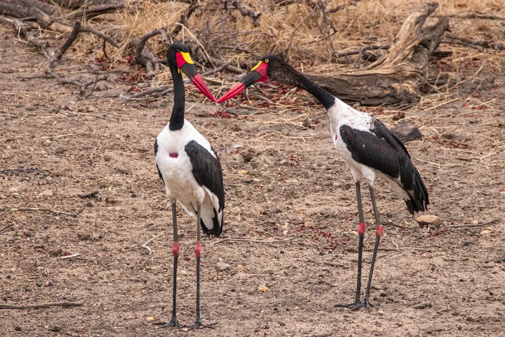 鞍嘴鹳(Ephippiorhynchus senegalensis)