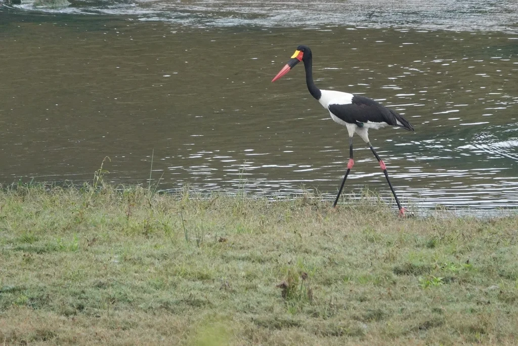 鞍嘴鹳(Ephippiorhynchus senegalensis)