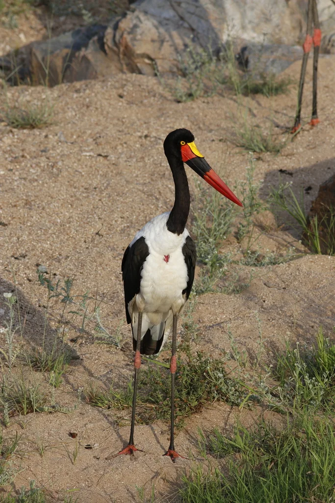 鞍嘴鹳(Ephippiorhynchus senegalensis)