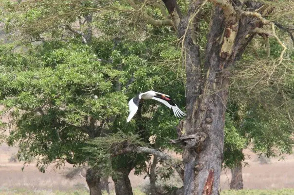 鞍嘴鹳(Ephippiorhynchus senegalensis)