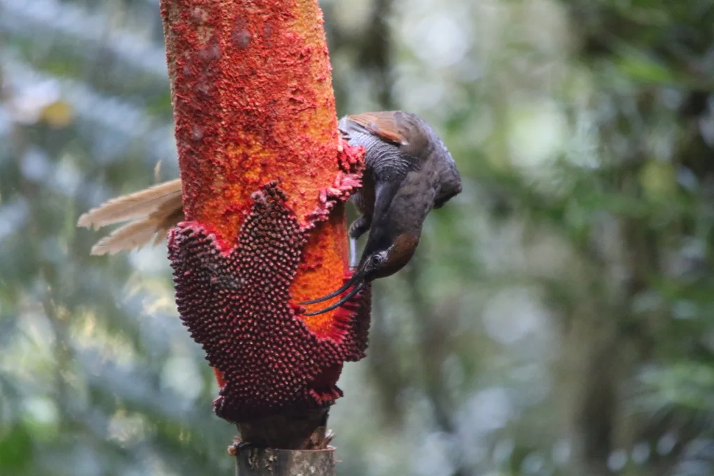 黑镰嘴风鸟(Epimachus fastosus)