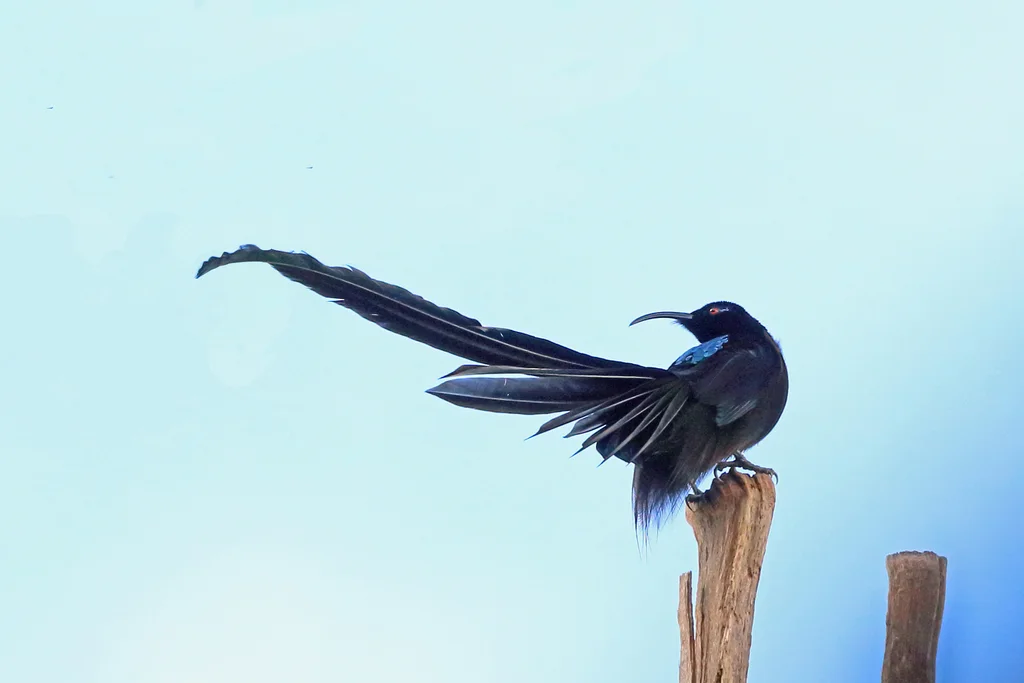 黑镰嘴风鸟(Epimachus fastosus)