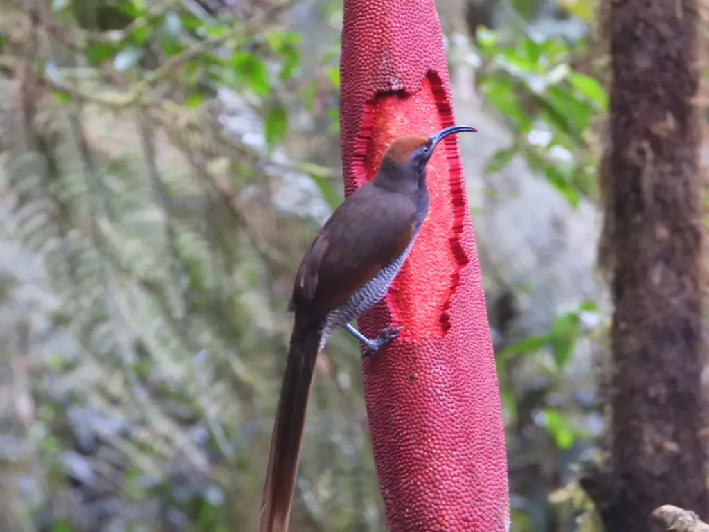 黑镰嘴风鸟(Epimachus fastosus)