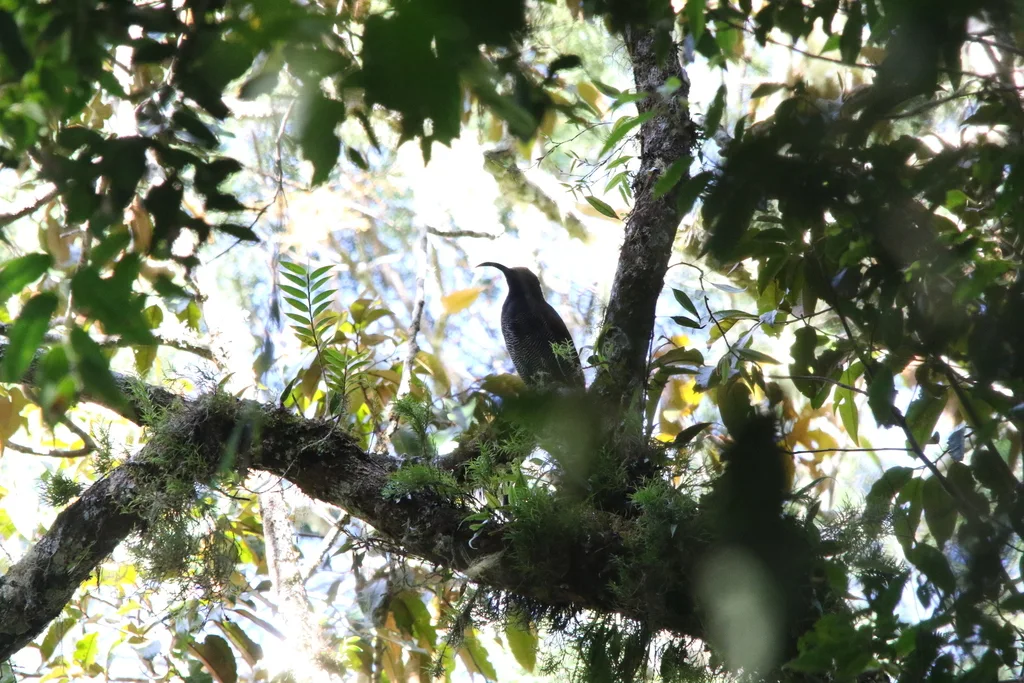 黑镰嘴风鸟(Epimachus fastosus)