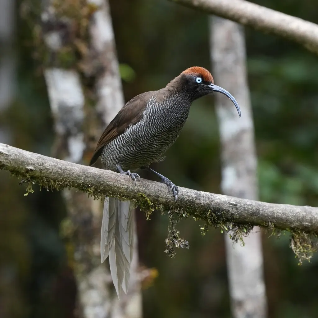 褐镰嘴风鸟(Epimachus meyeri)