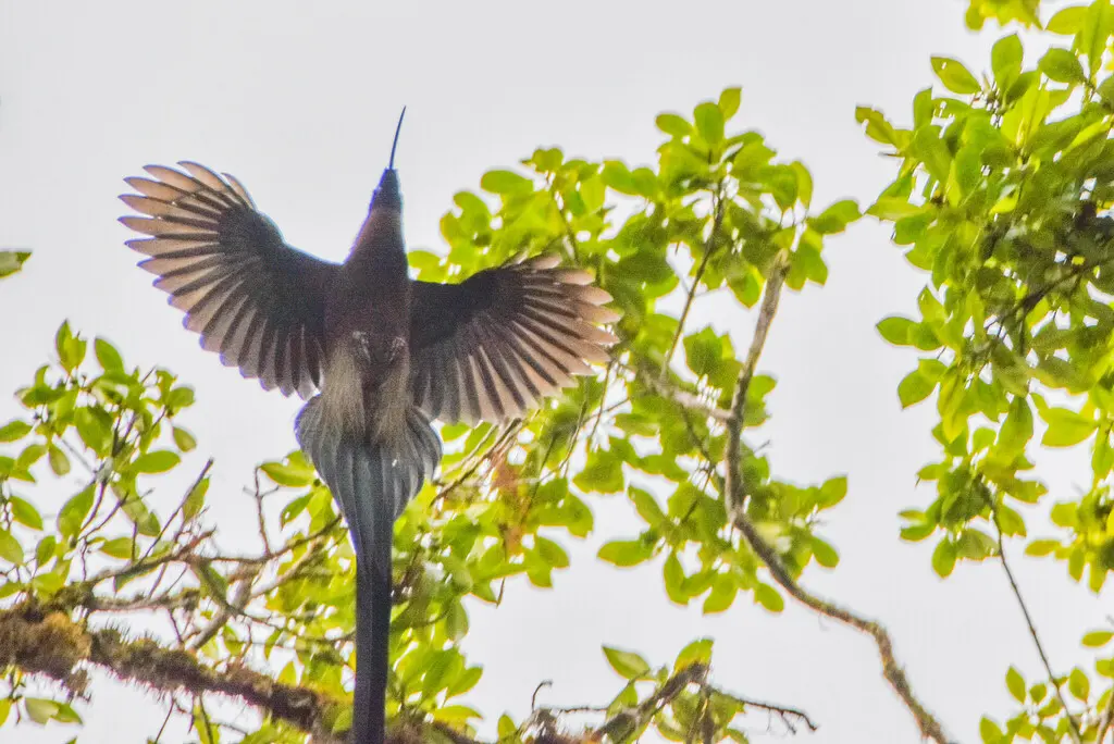 褐镰嘴风鸟(Epimachus meyeri)