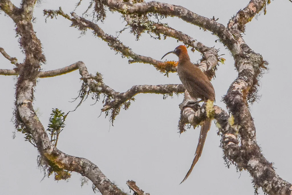 褐镰嘴风鸟(Epimachus meyeri)