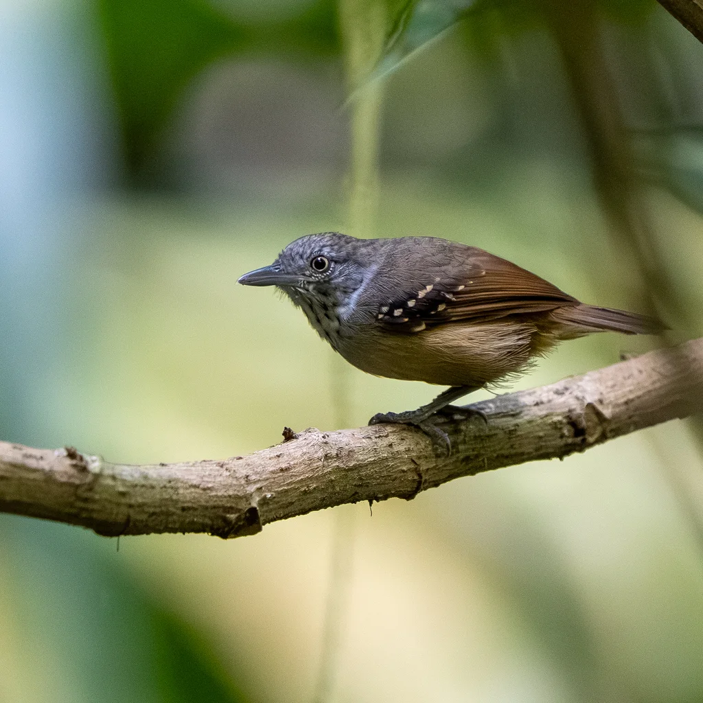格喉蚁鹩(Epinecrophylla fulviventris)