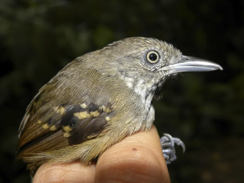 格喉蚁鹩(Epinecrophylla fulviventris)