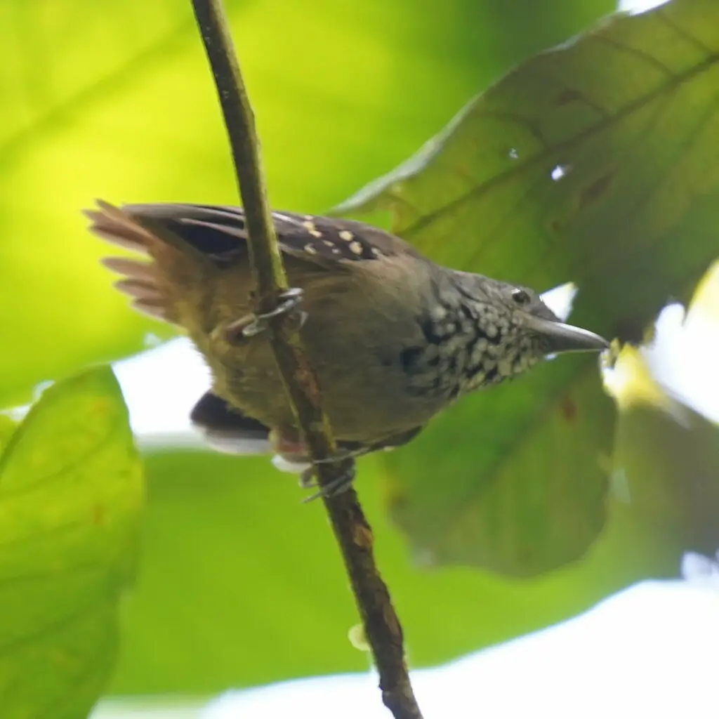 格喉蚁鹩(Epinecrophylla fulviventris)