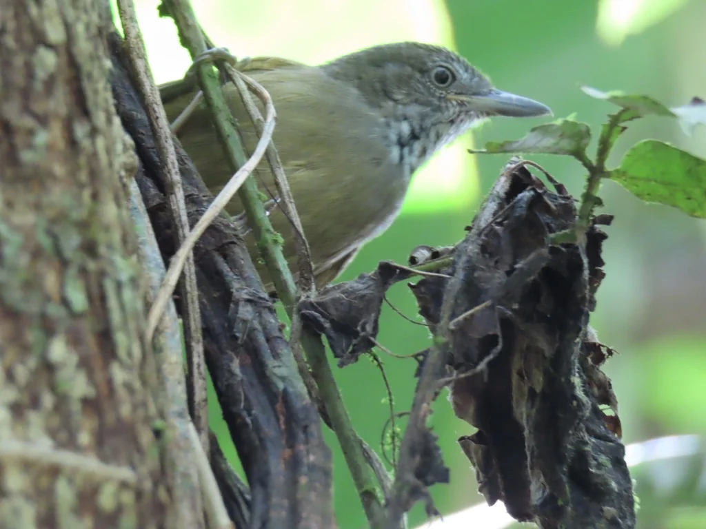 格喉蚁鹩(Epinecrophylla fulviventris)