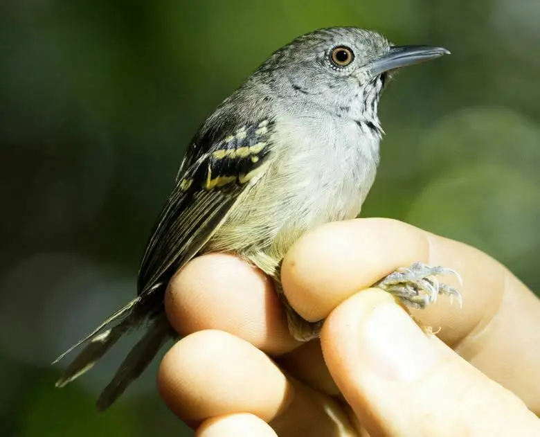 白眼蚁鹩(Epinecrophylla leucophthalma)