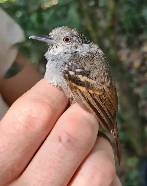 白眼蚁鹩(Epinecrophylla leucophthalma)