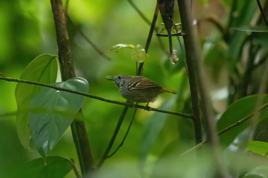 白眼蚁鹩(Epinecrophylla leucophthalma)