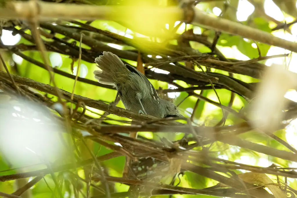 丽蚁鹩(Epinecrophylla ornata)