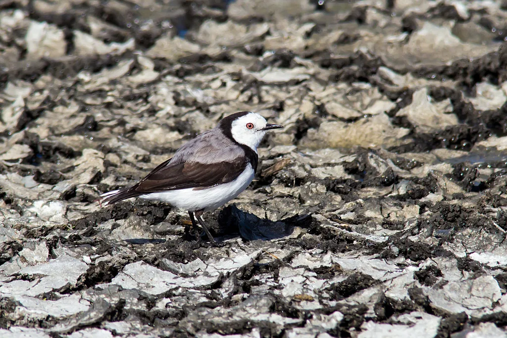 白额澳䳭(Epthianura albifrons)