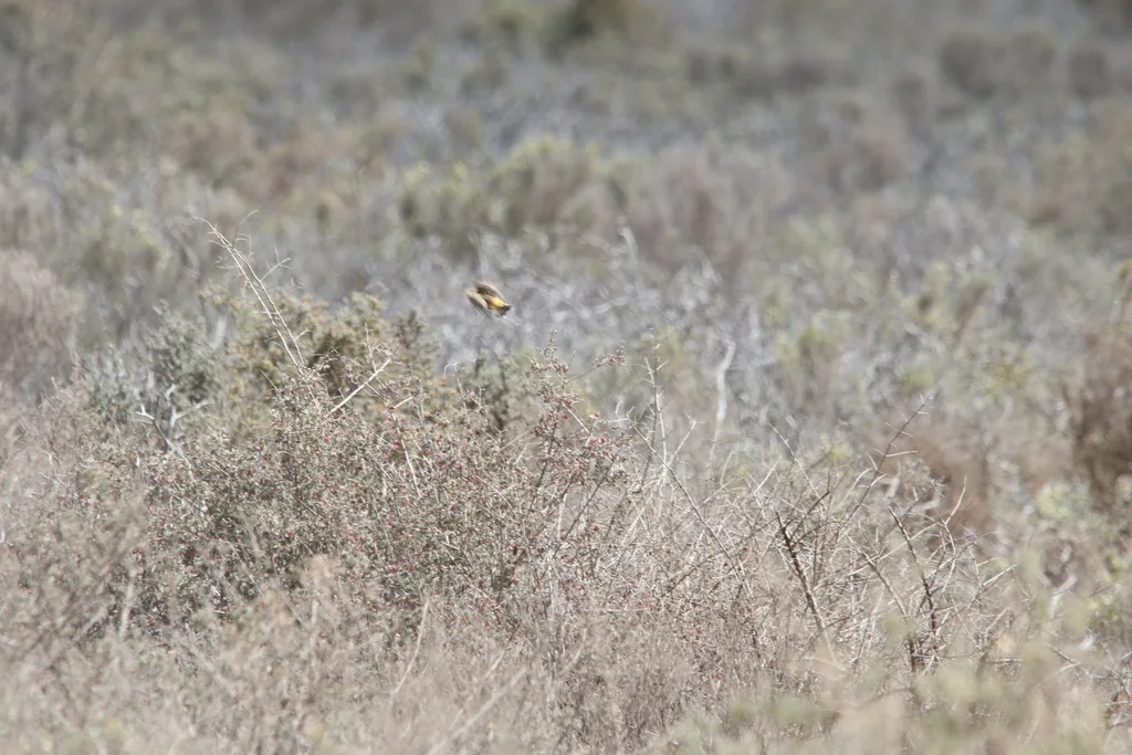 橙澳䳭(Epthianura aurifrons)