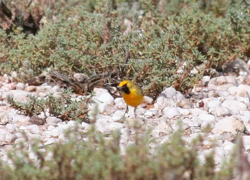 橙澳䳭(Epthianura aurifrons)