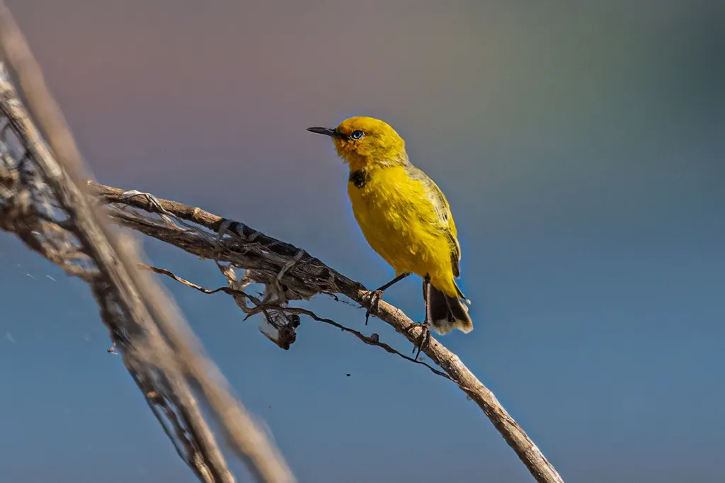 黄澳䳭(Epthianura crocea)