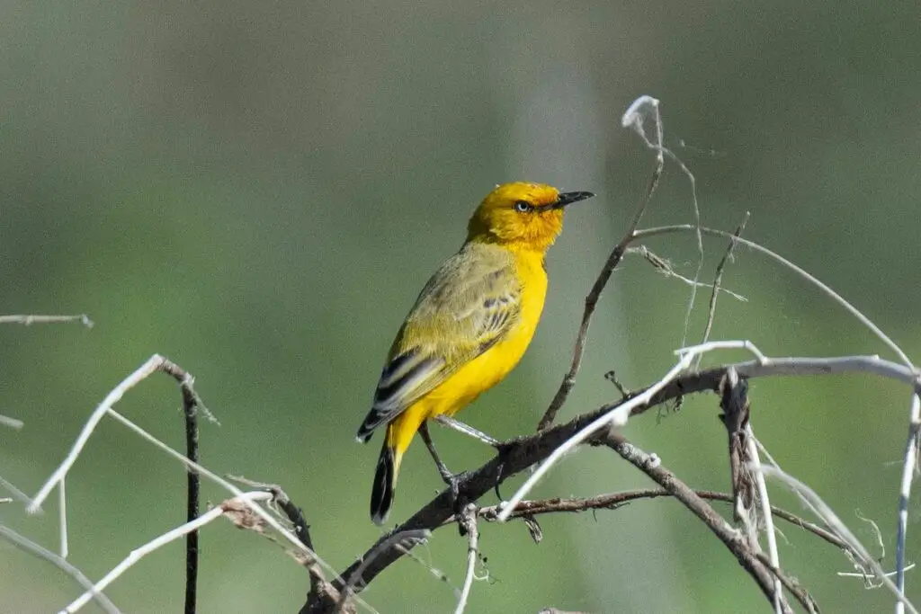 黄澳䳭(Epthianura crocea)
