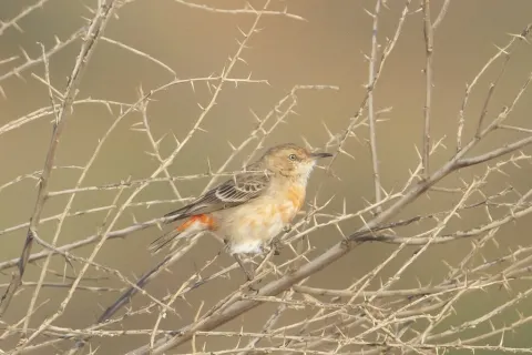 绯红澳䳭