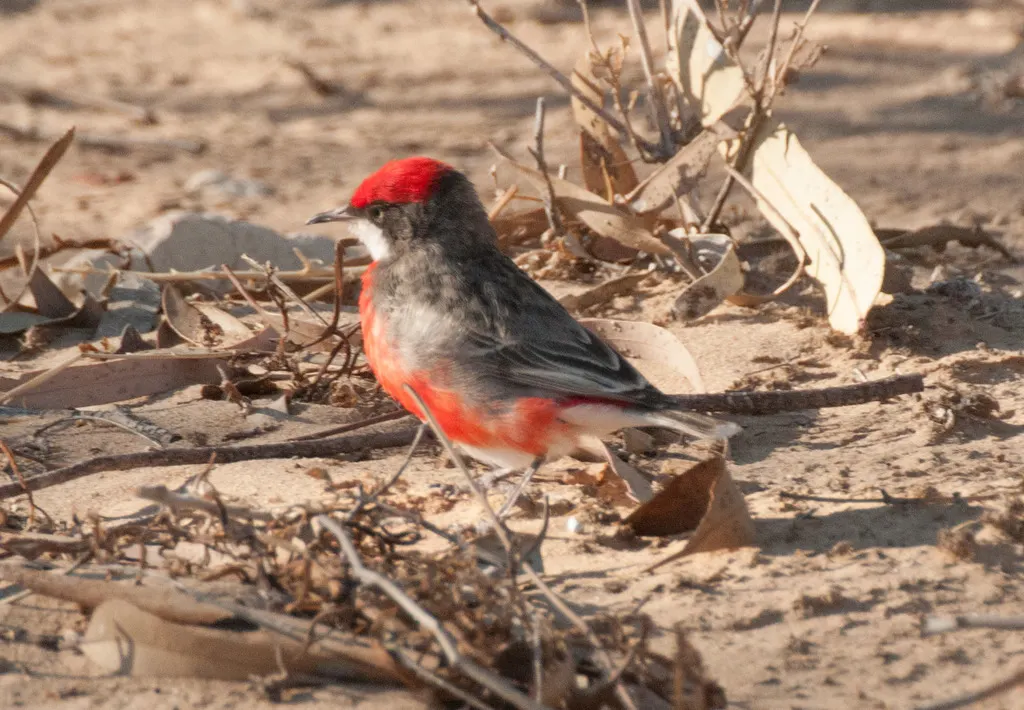 绯红澳䳭（Epthianura tricolor）