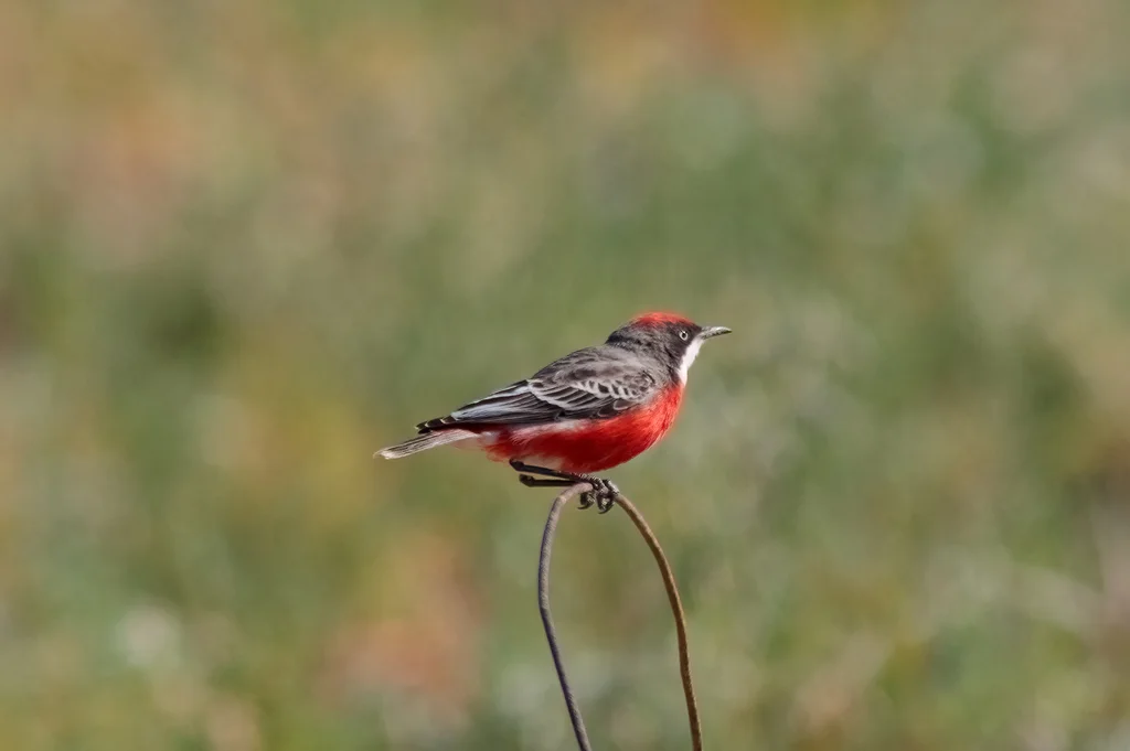 绯红澳䳭（Epthianura tricolor）