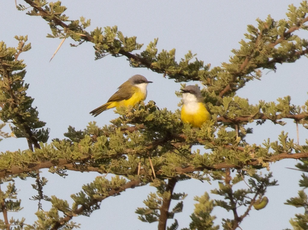 黄胸孤莺（Eremomela canescens）