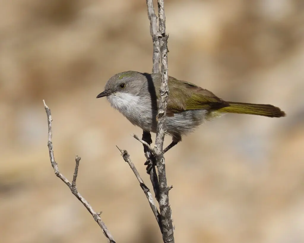 绿孤莺(Eremomela gregalis)