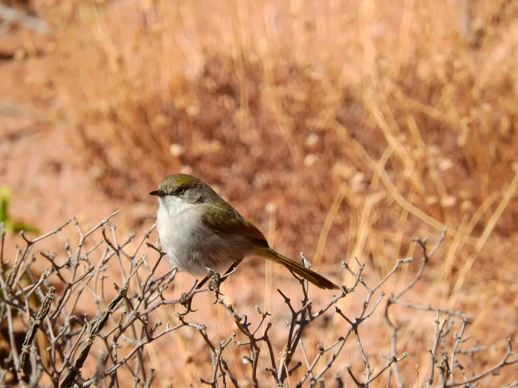 绿孤莺(Eremomela gregalis)