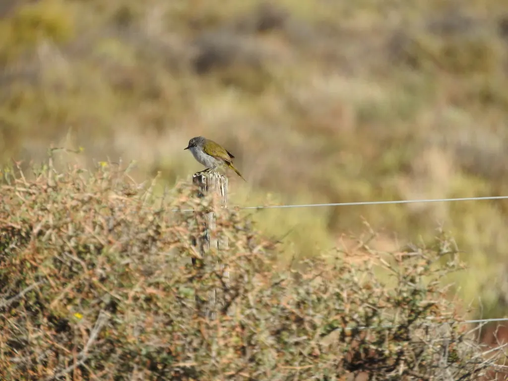 绿孤莺(Eremomela gregalis)