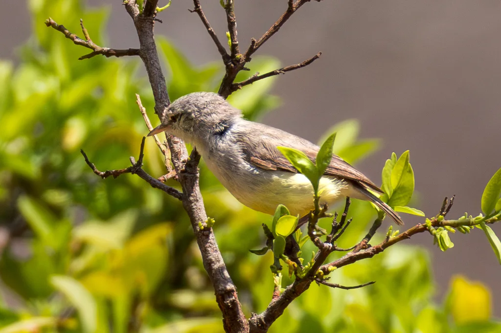 黄嘴孤莺(Eremomela icteropygialis)
