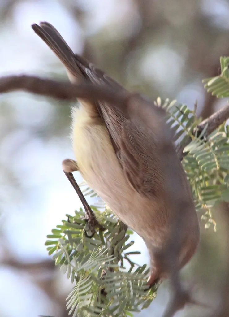 黄嘴孤莺(Eremomela icteropygialis)